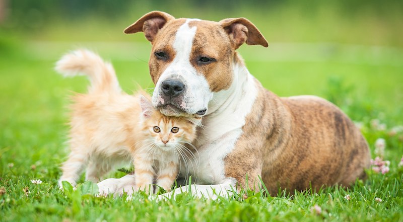 Parásitos internos en mascotas: ¿Cuál es su importancia y cómo prevenirlos?