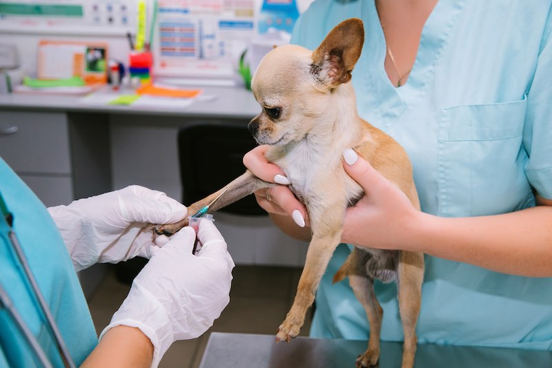 Protocolos anestésicos en mascotas: ¿Qué debemos considerar?