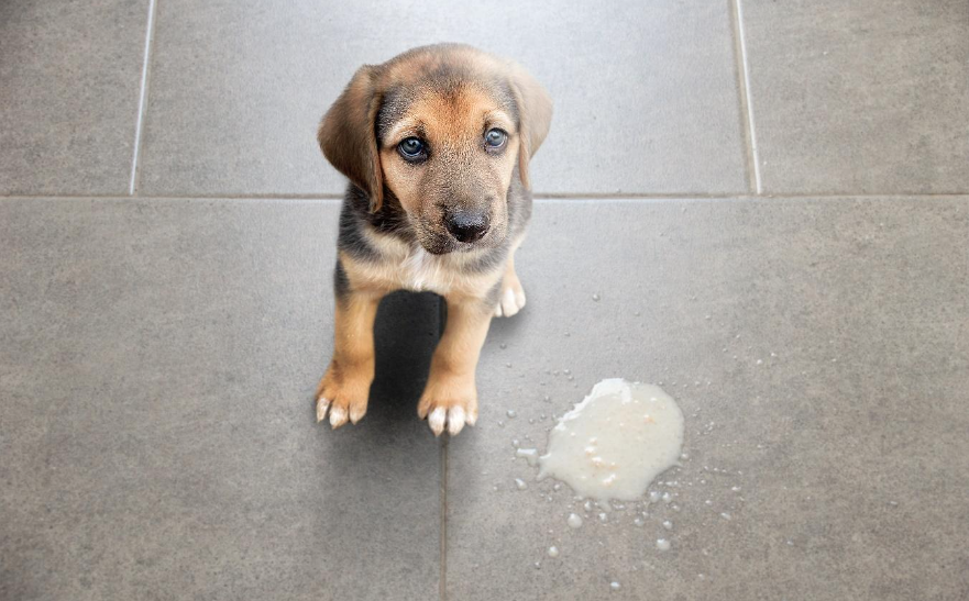 Vómito en perros y gatos: ¿cómo identificar su causa y prevenir riesgos?